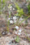 Carolina milkweed